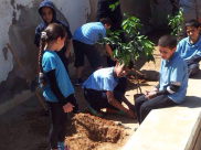  بالصور: زراعة أشجار الحمضيات في مدرسة الاخوة الابتدائية بمدينة يافا